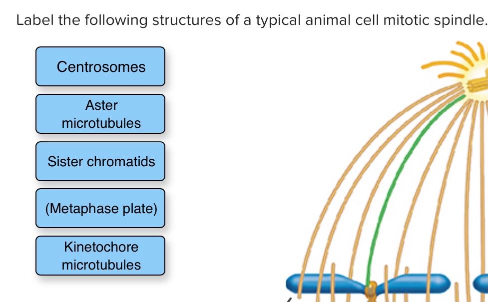 Label the following structures of a typical animal cell mitotic spindle