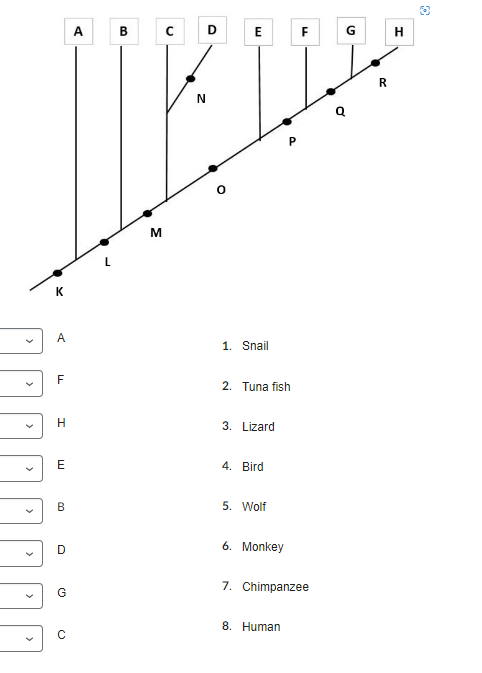 Solved To create evolutionary trees, evolutionary biologist | Chegg.com