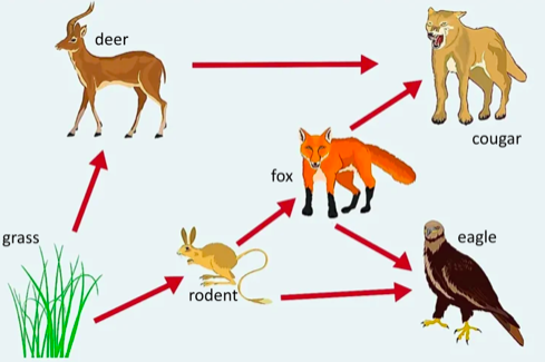 Solved How do you calculate the trophic level of the cougar? | Chegg.com