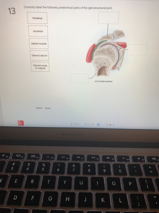 Solved: Correctly Label The Following Anatomical Parts Of | Chegg.com