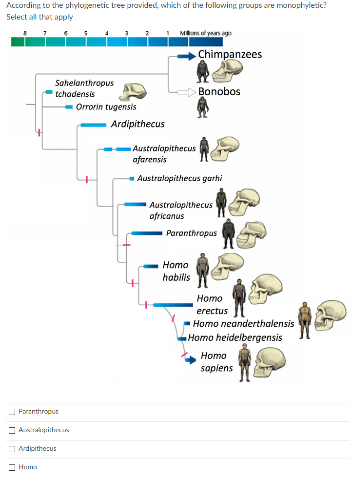 Solved According to the phylogenetic tree provided, which of | Chegg.com