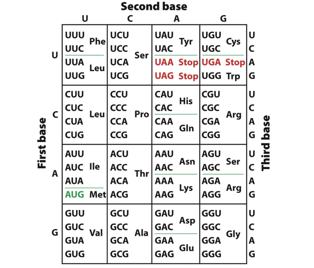 Solved Given the following template strand of DNA, | Chegg.com