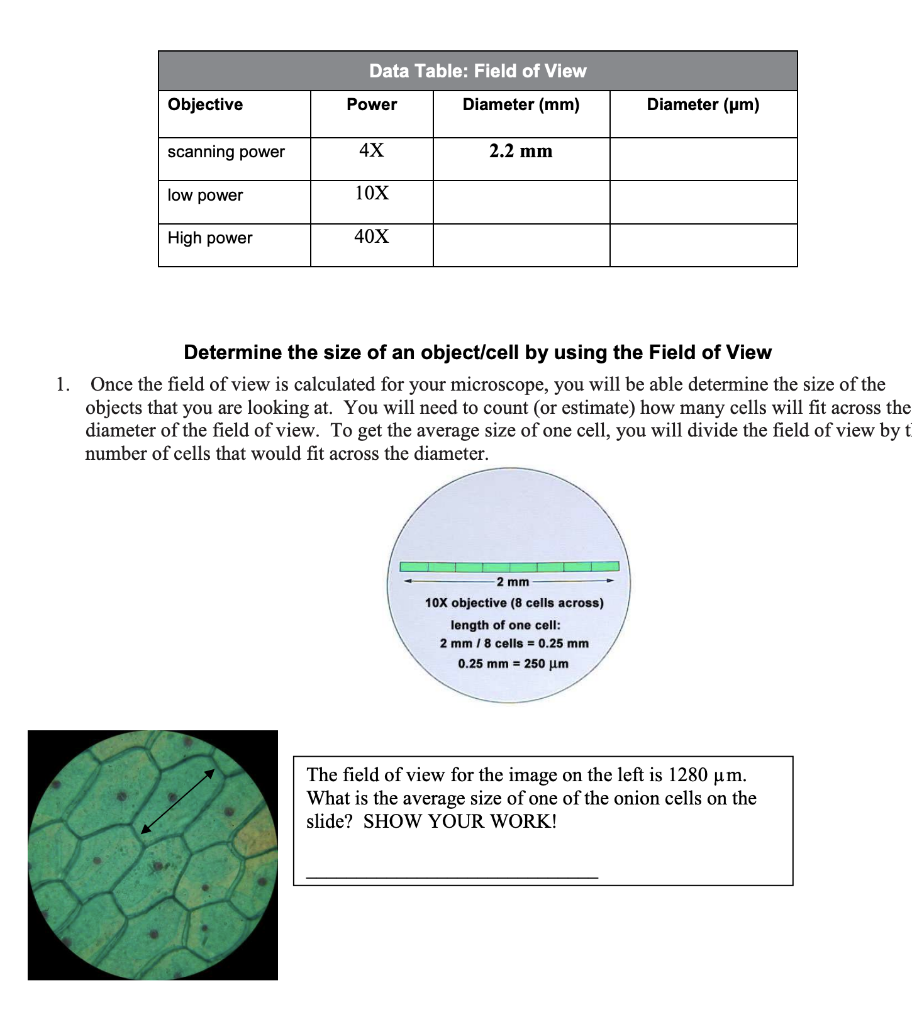 solved-determine-the-size-of-an-object-cell-by-using-the-chegg