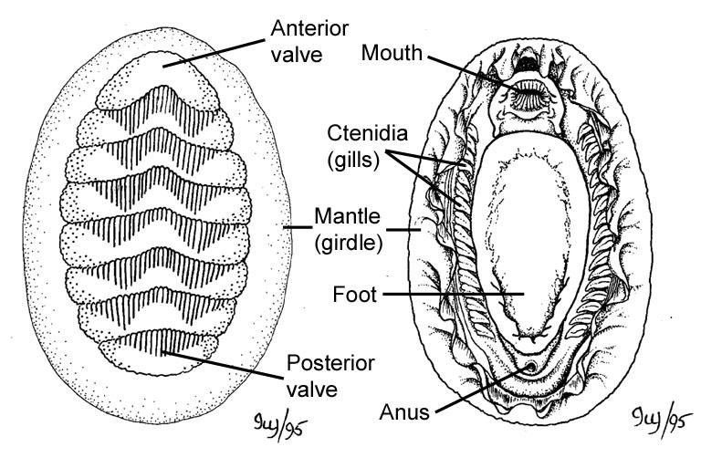 chiton sp