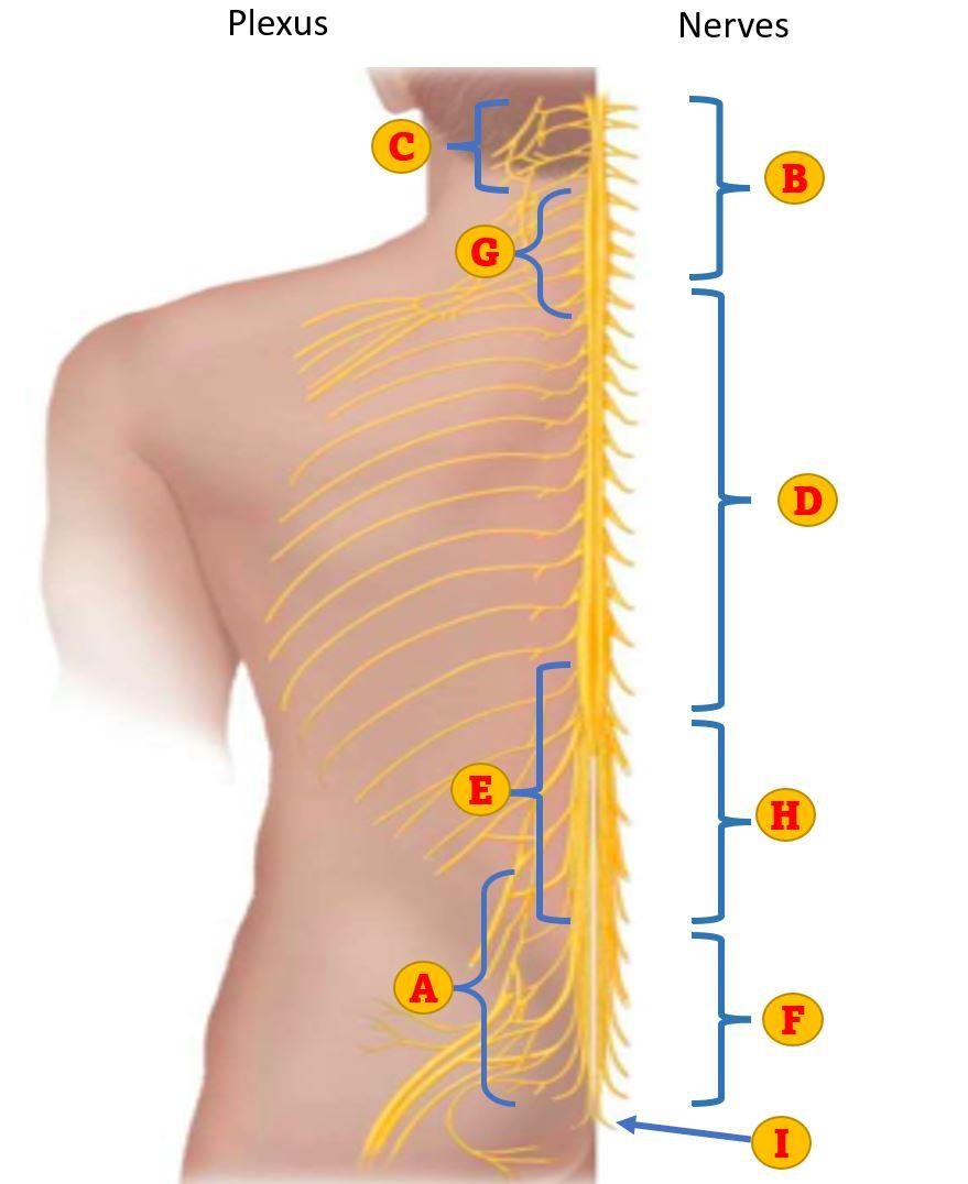 Solved Identify the spinal nerve branch groups, the plexus | Chegg.com