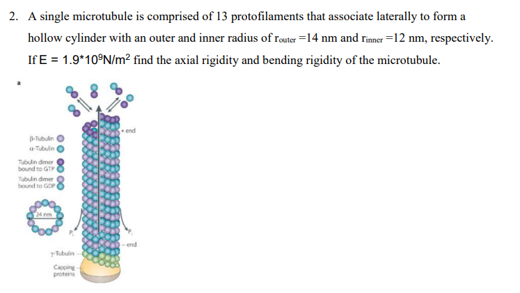 Solved 2. A single microtubule is comprised of 13 | Chegg.com