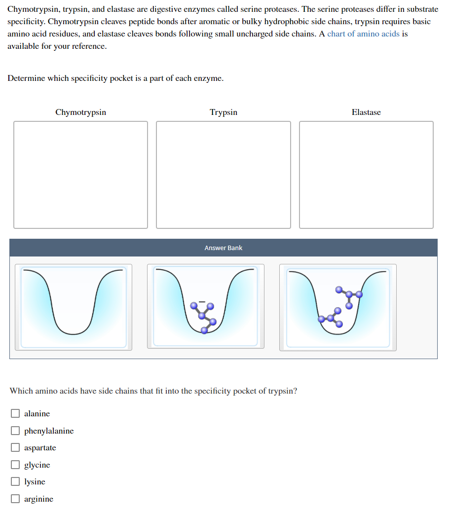 solved-chymotrypsin-trypsin-and-elastase-are-digestive-chegg