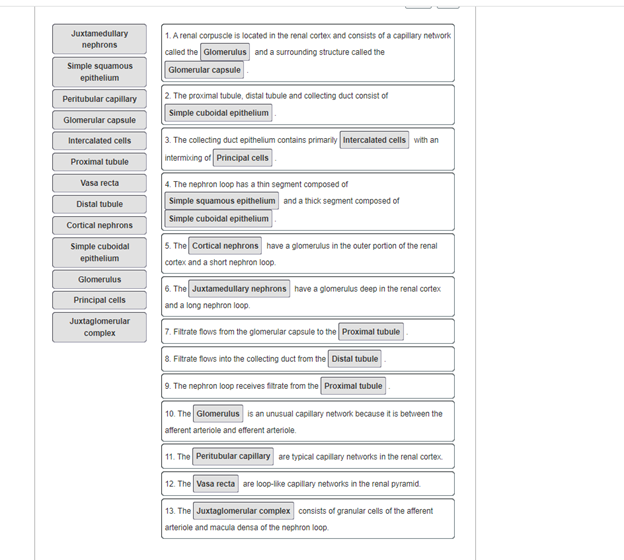 Solved Juxtamedullary nephrons 1. A renal corpuscle is | Chegg.com