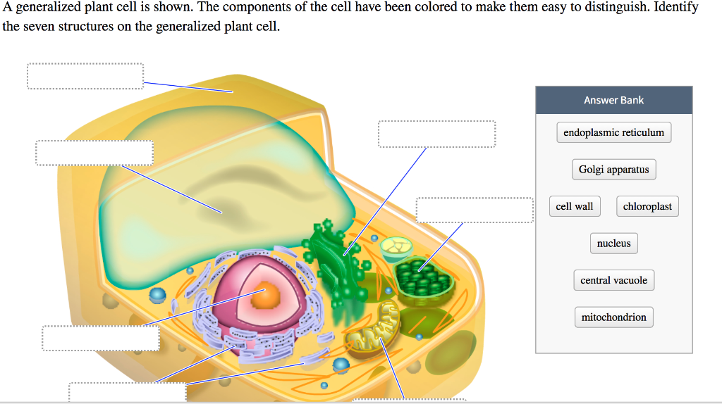 A Generalized Plant Cell Is Shown The Components Of Chegg Com