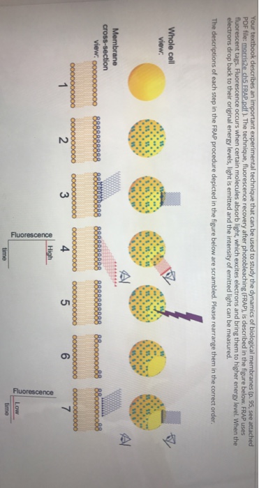 Solved (FRAP), is described in the figure below. FRAP uses s | Chegg.com