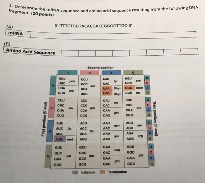 Solved Determine the mRNA sequence and amino acid sequence | Chegg.com