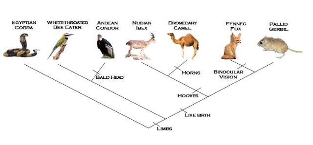 Solved Using the same cladogram, which groups would you | Chegg.com