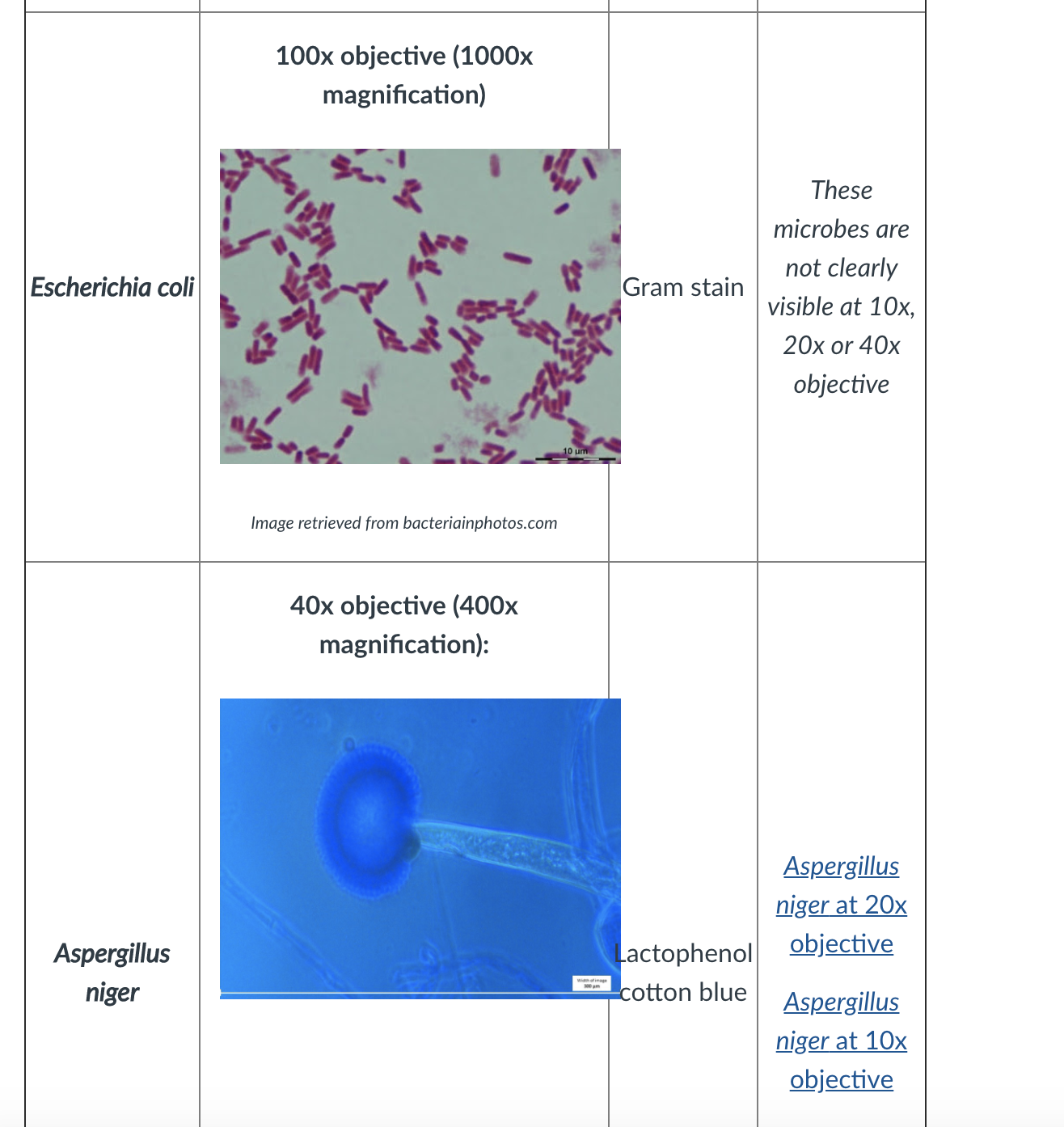 Solved Scientific Name Of Microorganism Pseudomonas Pseu Chegg Com