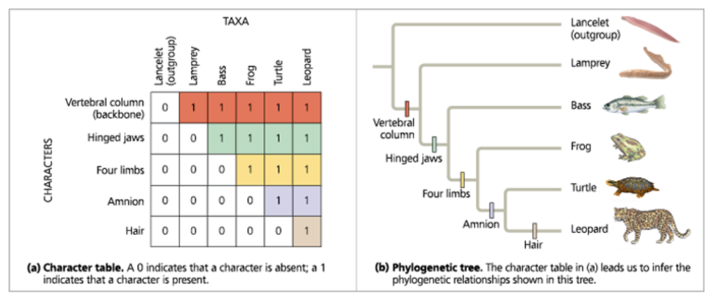 How To Draw A Phylogenetic Tree From Dna Sequences Wh - vrogue.co