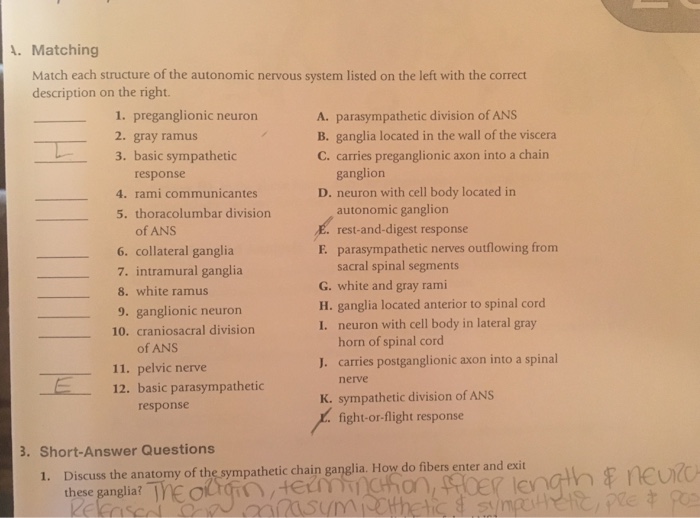 solved-match-each-structure-of-the-autonomic-nervous-system-chegg