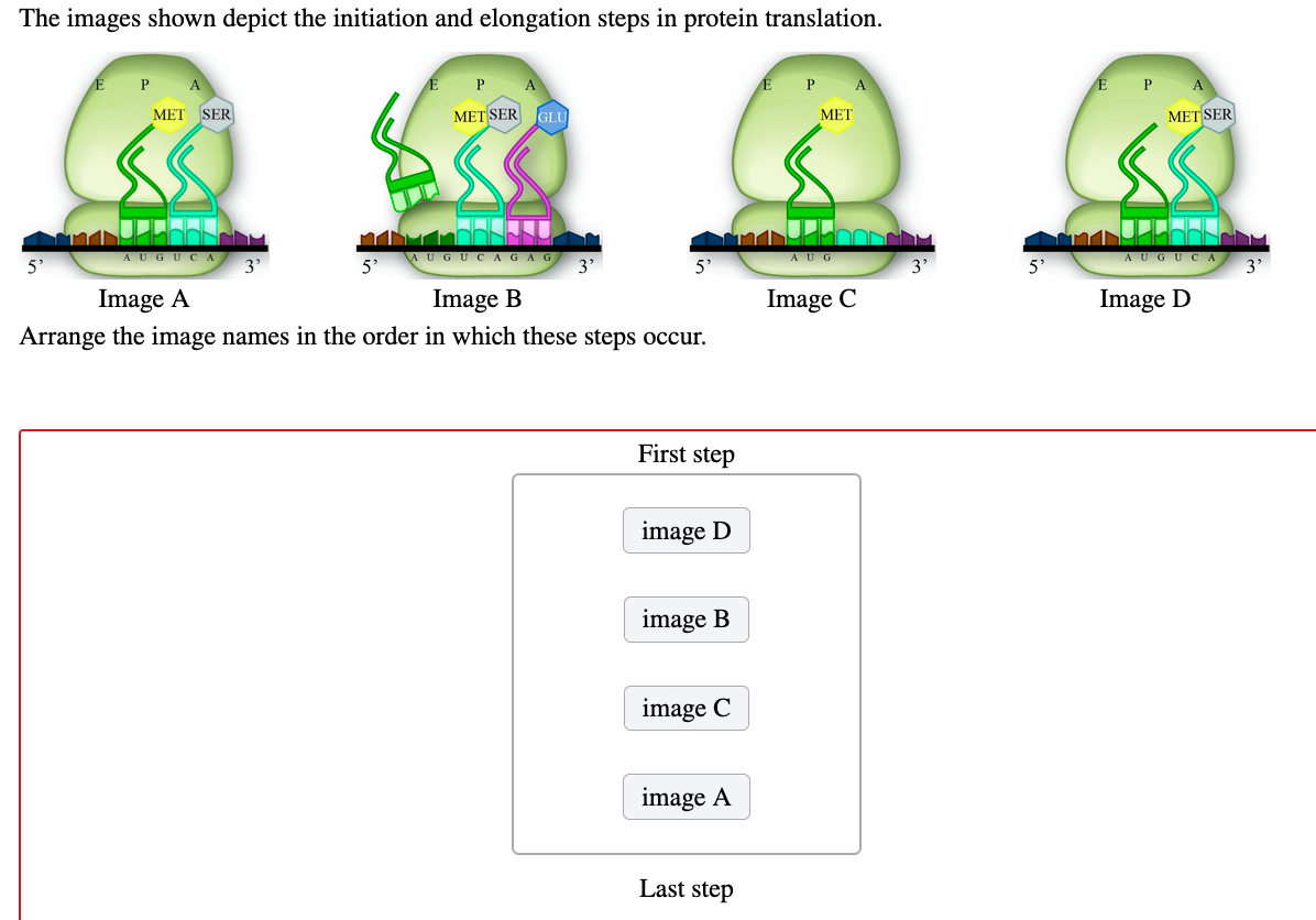 solved-the-images-shown-depict-the-initiation-and-elongation-chegg