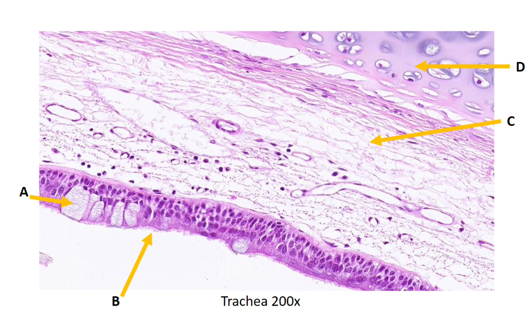 phpasEnAe