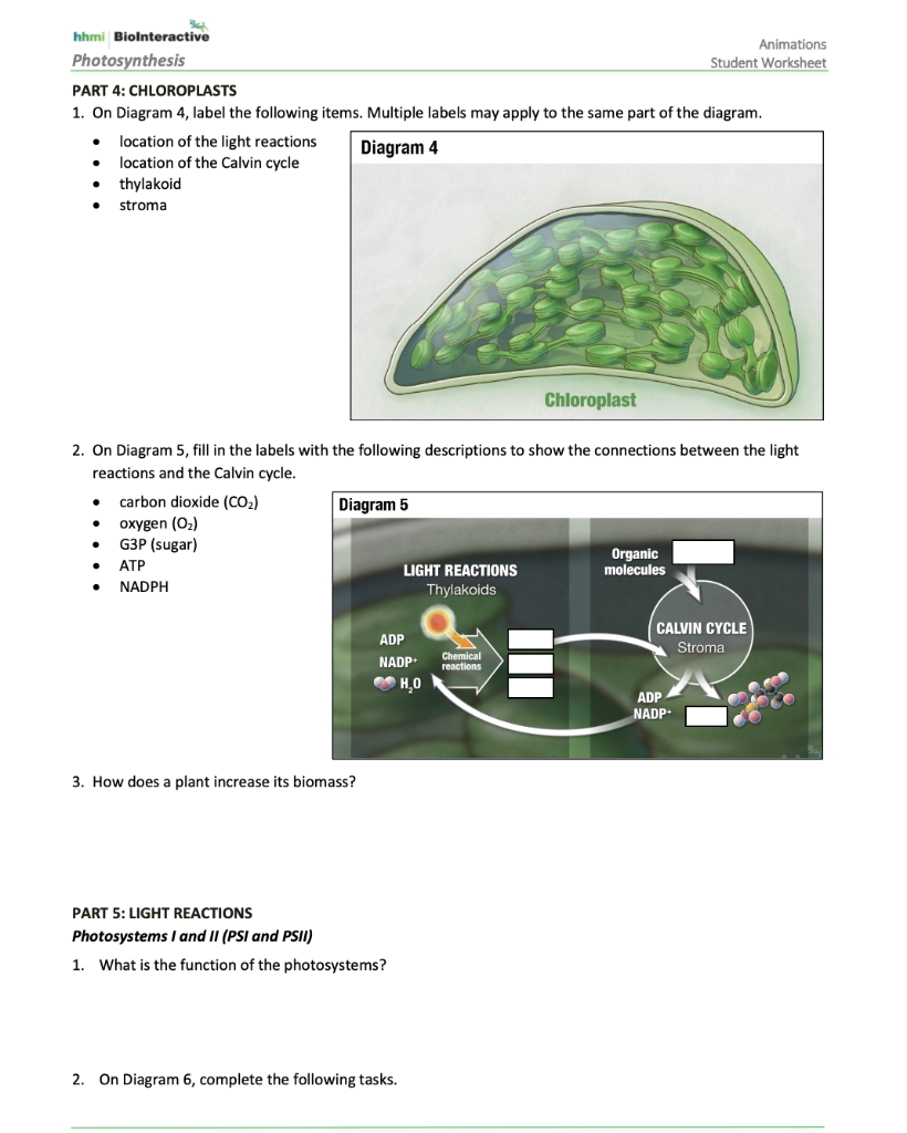 Solved hhmi Biolnteractive Animations Photosynthesis Student Throughout Photosynthesis Diagrams Worksheet Answers