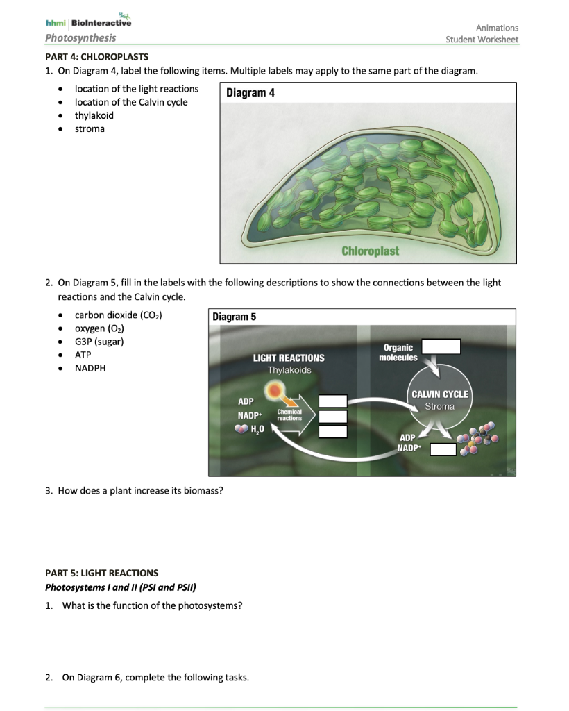 hhmi Biolnteractive Animations Photosynthesis Student  Chegg.com With Photosynthesis Diagrams Worksheet Answers