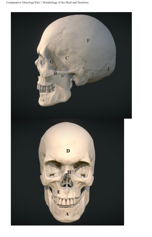 Solved Comparative Osteology/Part 1 Morphology of the Skull | Chegg.com