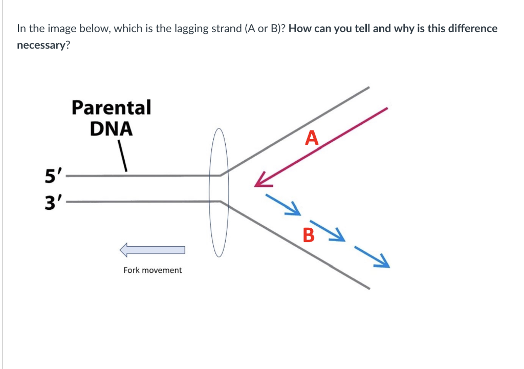 solved-in-the-image-below-which-is-the-lagging-strand-a-or-chegg