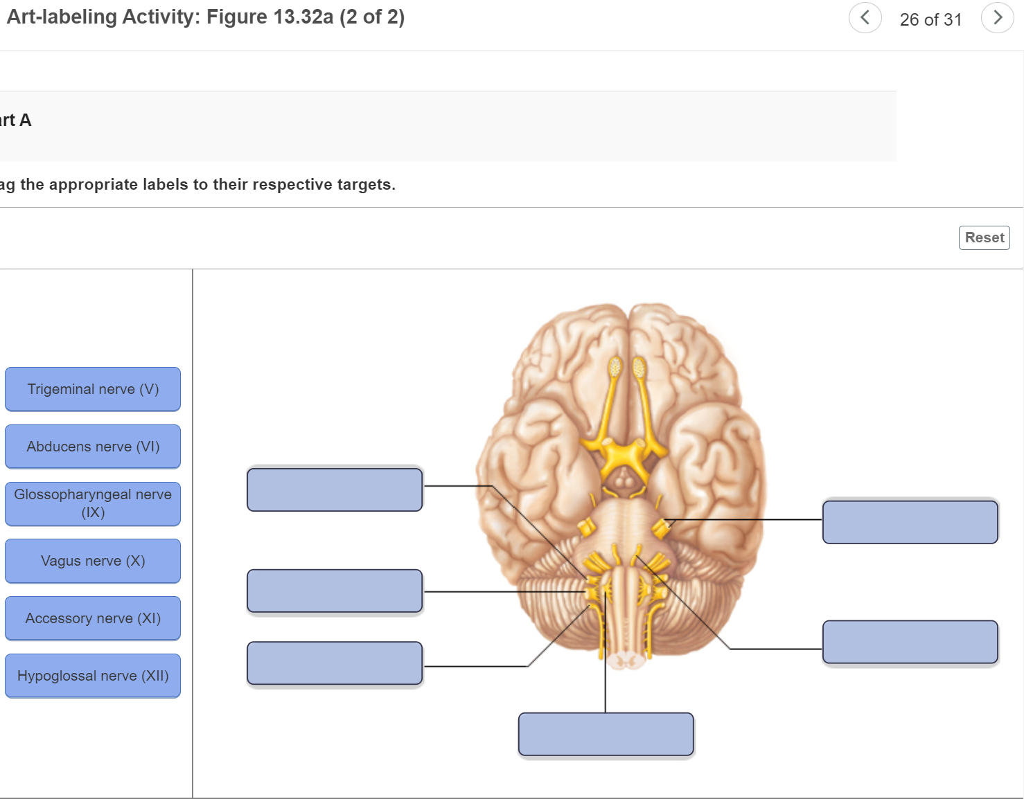 Solved Artlabeling Activity Figure 13.18a Drag the