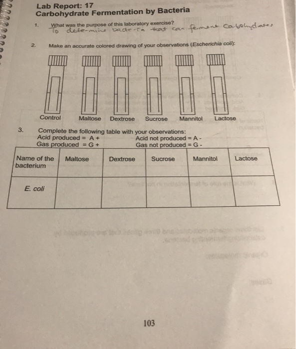 Solved Lab Report: 17 Carbohydrate Fermentation by Bacteria | Chegg.com