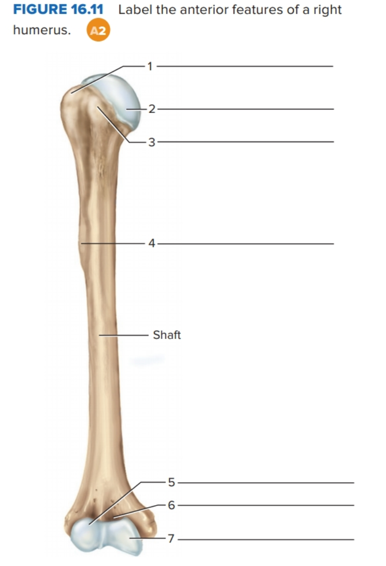 right humerus labeled