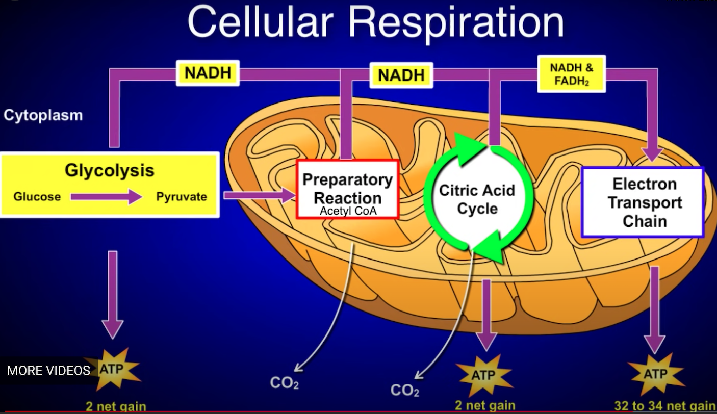 Solved Cellular Respiration | Chegg.com