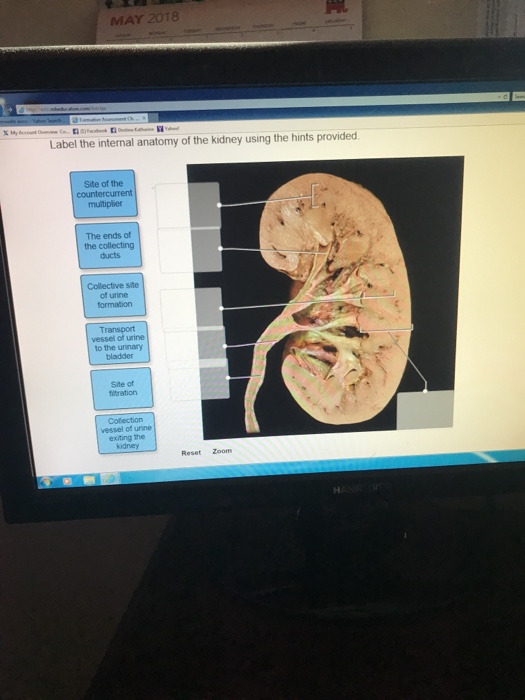 Solved MAY 2018 Label the internal anatomy of the kidney | Chegg.com