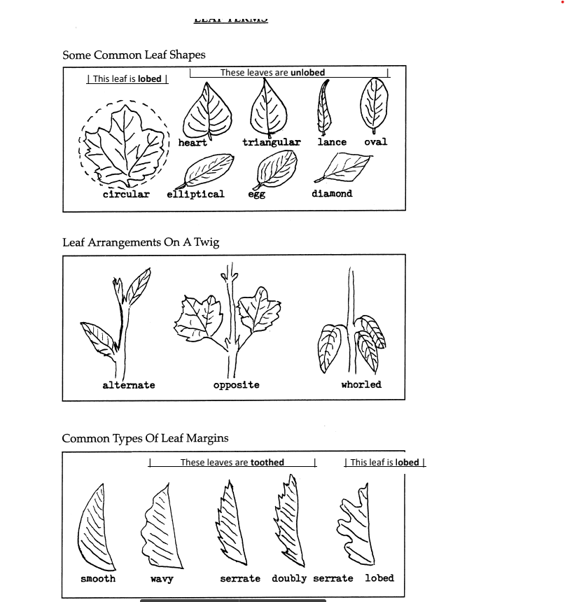 2. Identify leaves 113, using the included