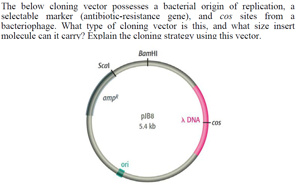 plasmids-101-what-is-a-plasmid