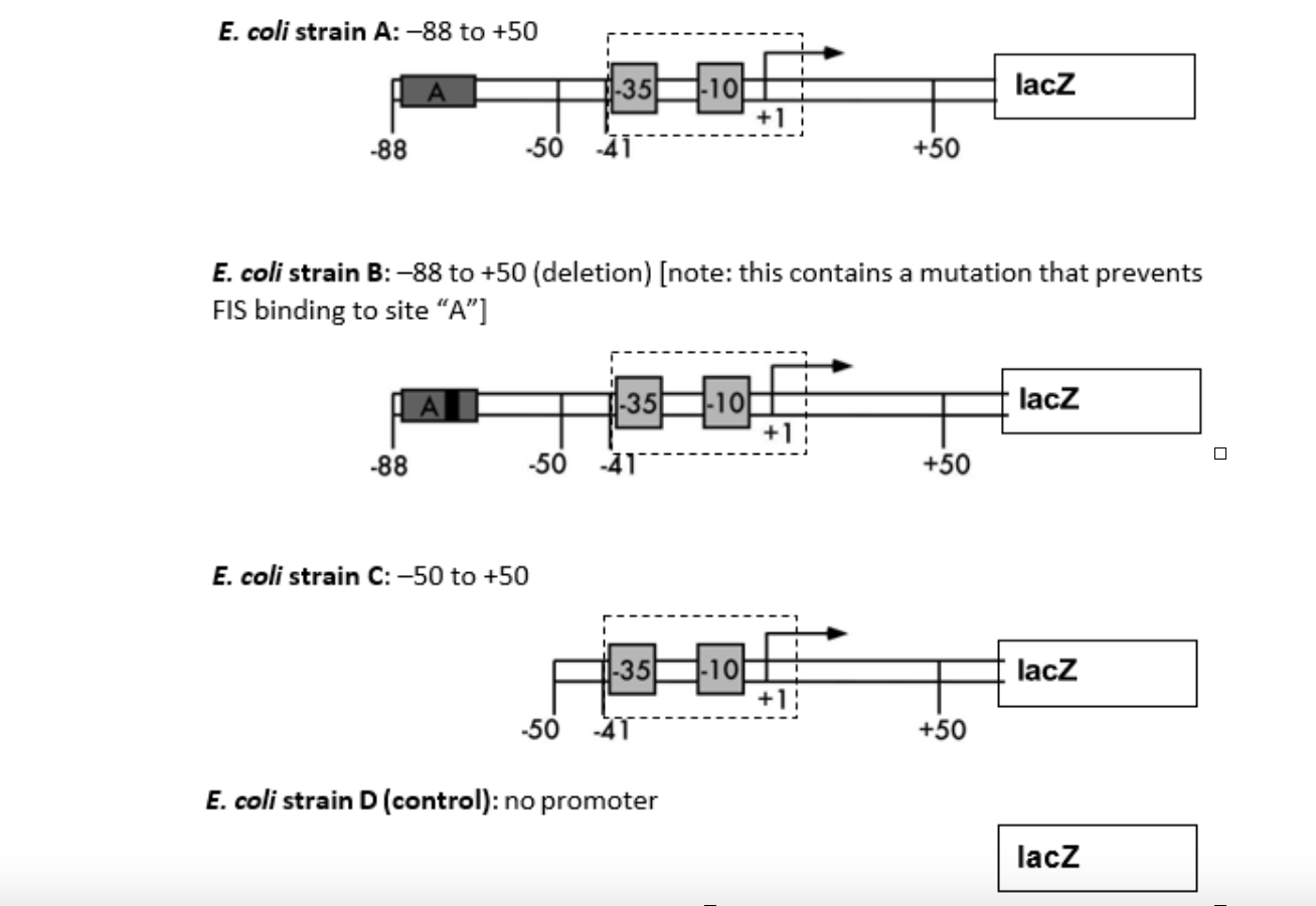 E. coli str:
E. coli strain B: \( -88 \) to \( +50 \) (deletion) [note: this contains a mutation that prevents FIS binding to