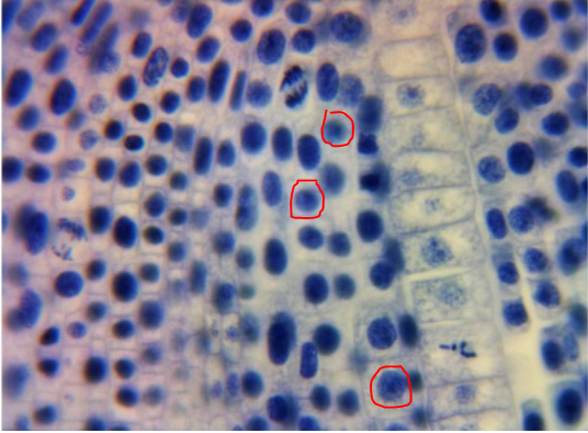 Solved Please help me to identify the following: Onion root | Chegg.com