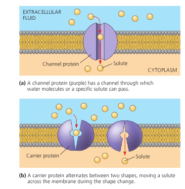 Sodium Potassium Pump Diagram Mastering Biology