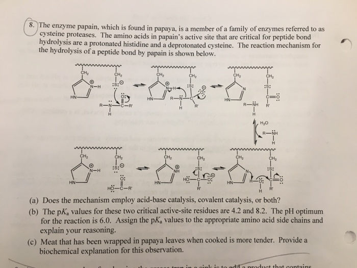 Solved The enzyme papain, which is found in papaya, is a