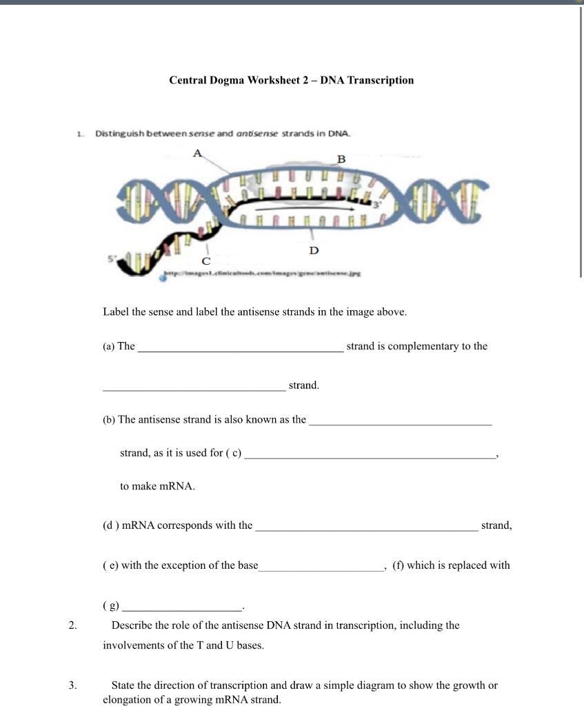 Solved Central Dogma Worksheet 2 - DNA Transcription 1. | Chegg.com