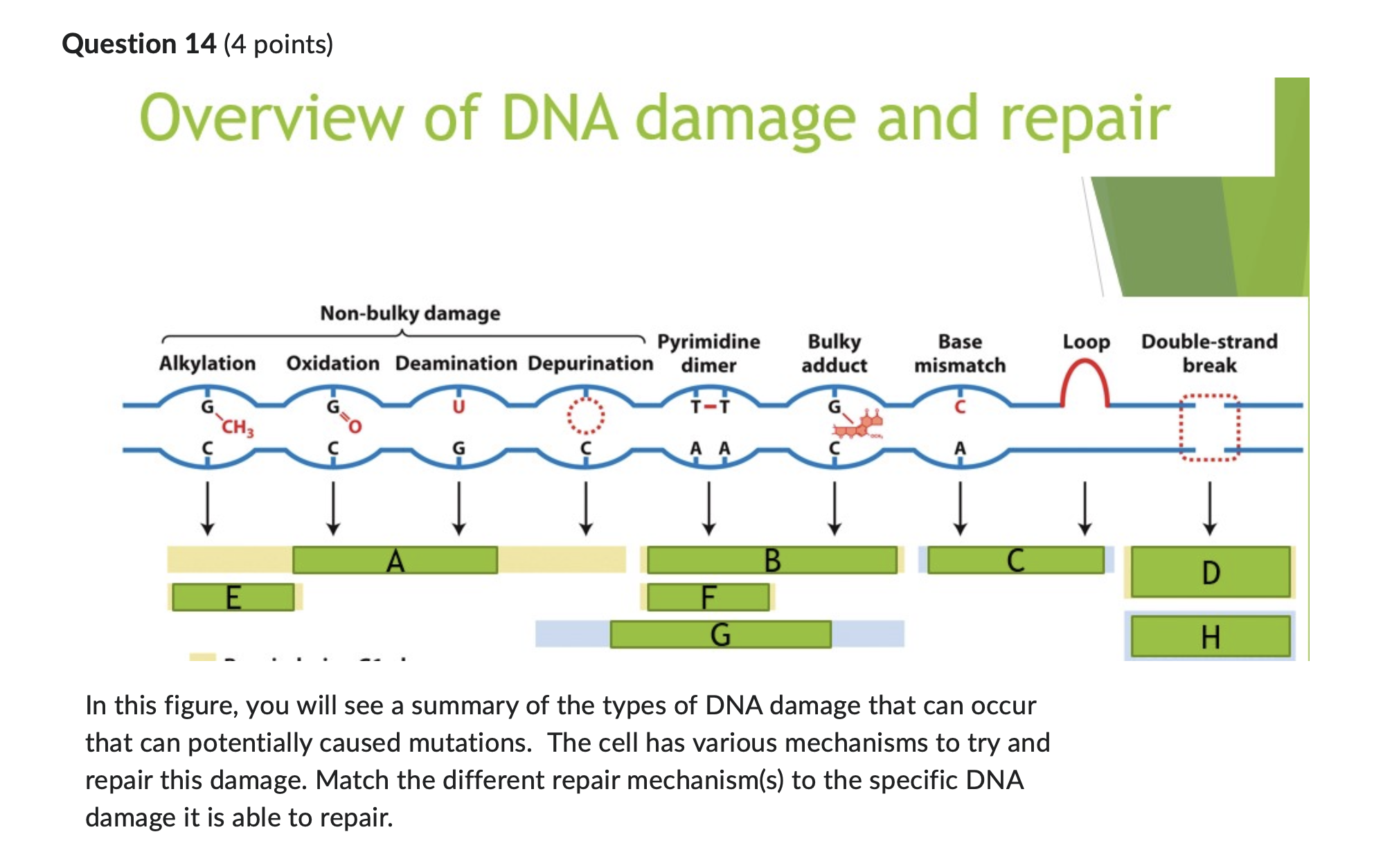 Solved Overview of DNA damage and repair In this figure, you Biology Diagrams