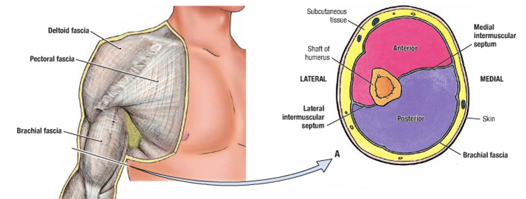 antebrachial fascia anatomy