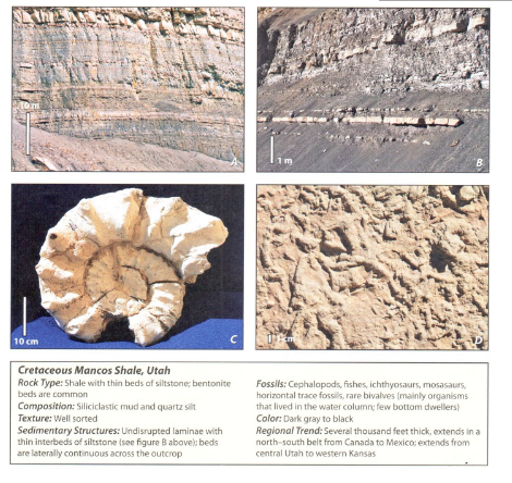 Solved 10 cm Cretaceous Mancos Shale, Utah Rock Type: Shale | Chegg.com