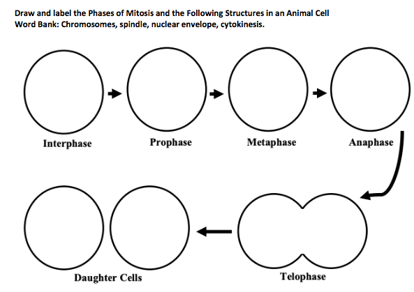 blank mitosis flip book pdf