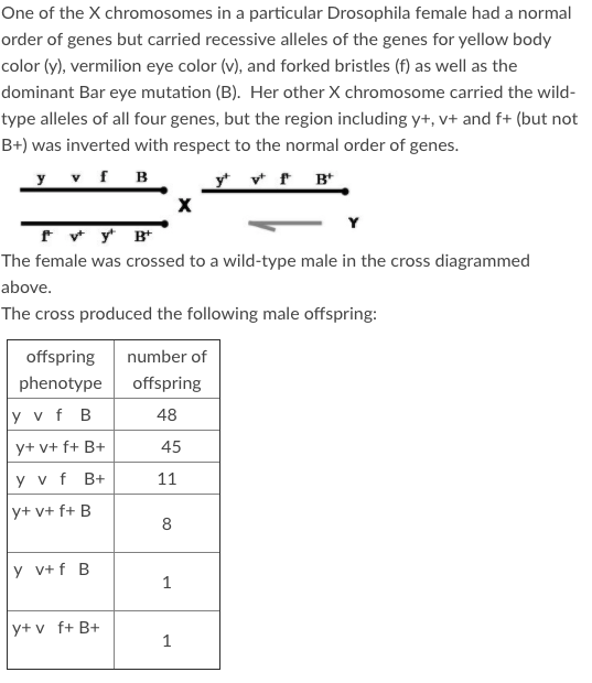 Solved One of the X chromosomes in a particular Drosophila | Chegg.com