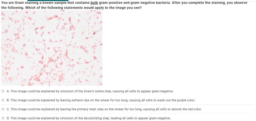 Solved You are Gram staining a known sample that contains | Chegg.com