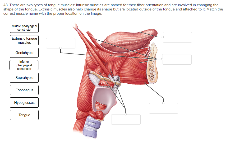 tongue muscles anatomy