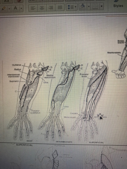Styles Biceps Humeru Radius Pronetor Mediai Sadrat Chegg Com
