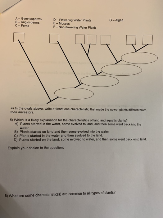 Solved A - Gymnosperms B- Angiosperms C Ferns D- Flowering | Chegg.com