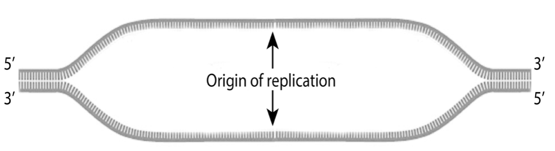 Solved The image below shows the replication bubble of a | Chegg.com