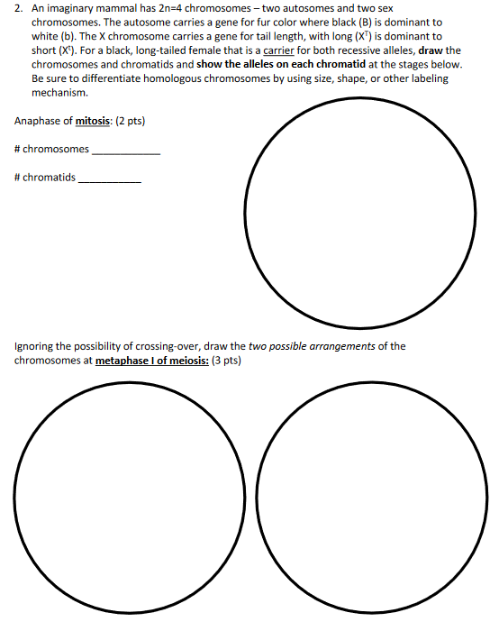 Solved 2. An Imaginary Mammal Has 2n=4 Chromosomes - Two 