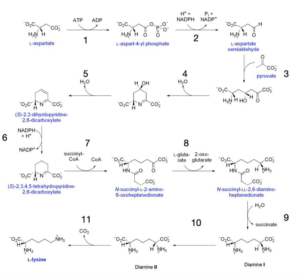 The biosynthesis of the amino acid lysine from | Chegg.com