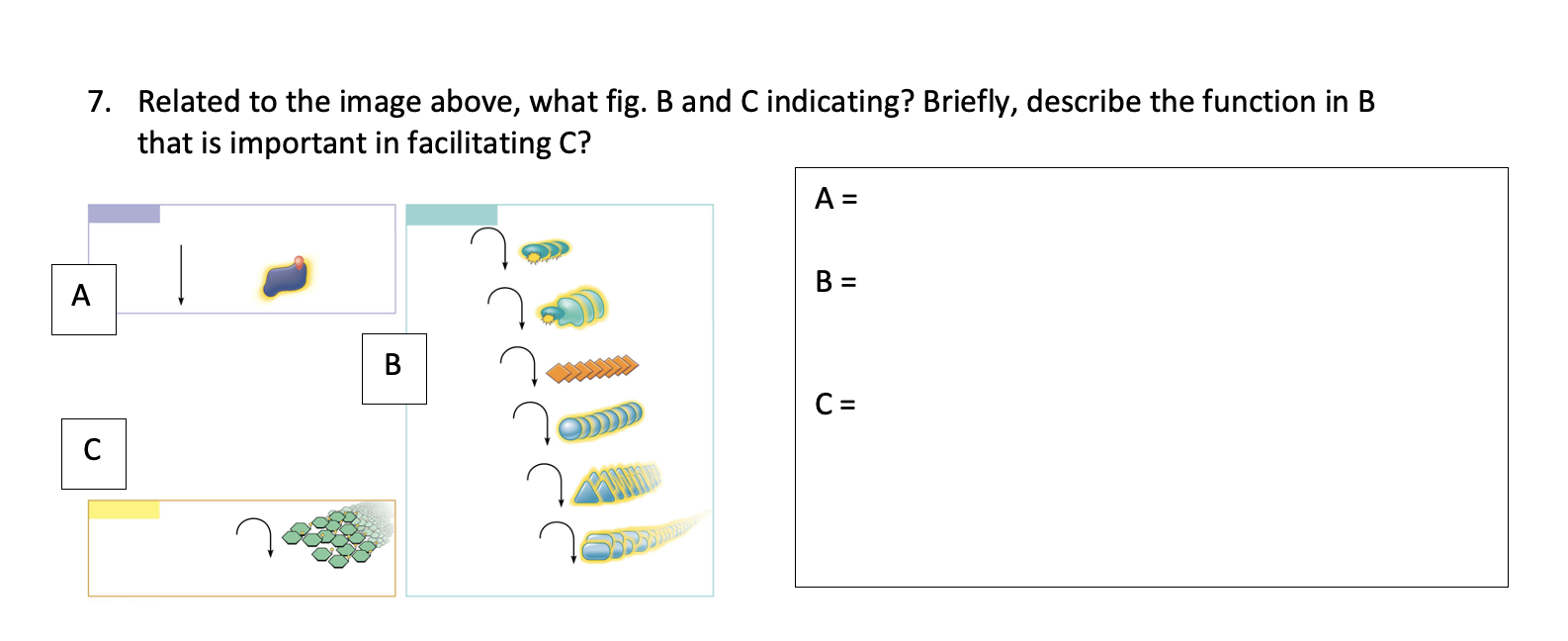 Solved 7. Related to the image above, what fig. B and C | Chegg.com